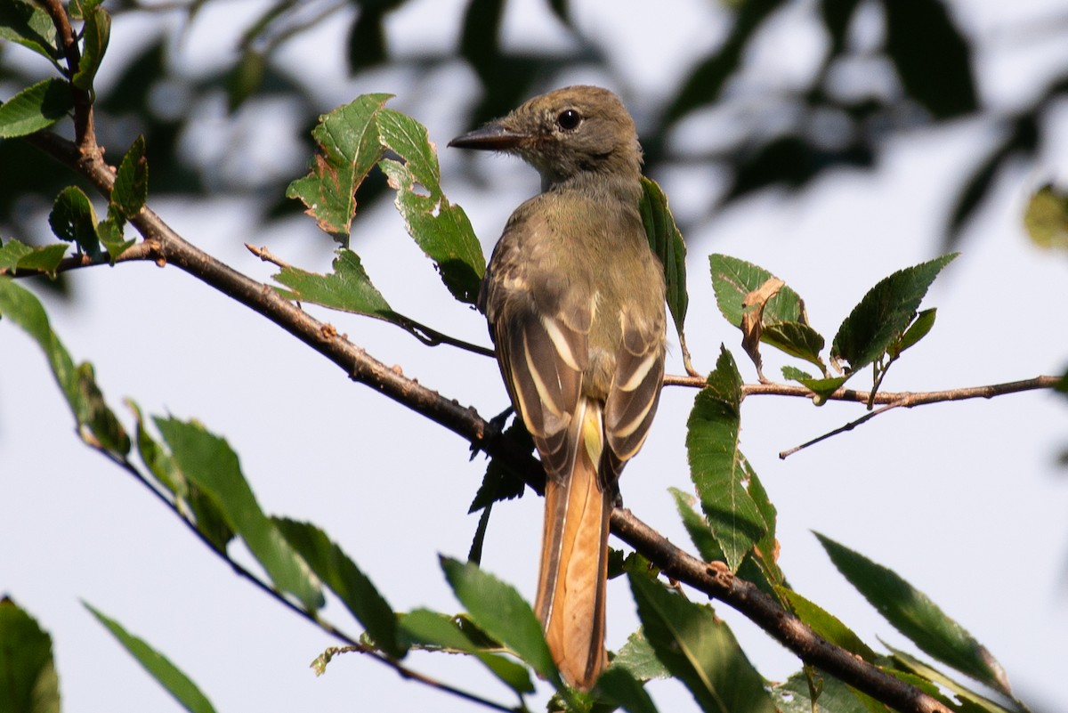 Great Crested Flycatcher - ML604616481