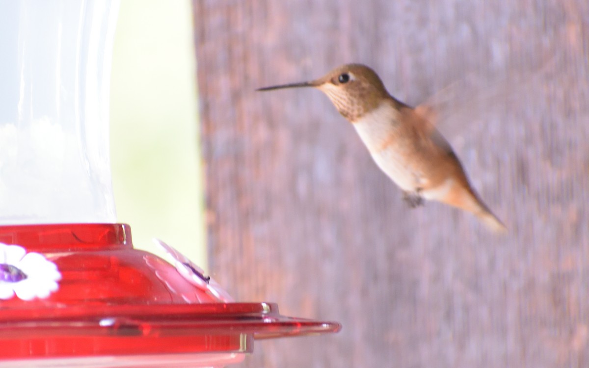 Colibrí Rufo - ML604616601
