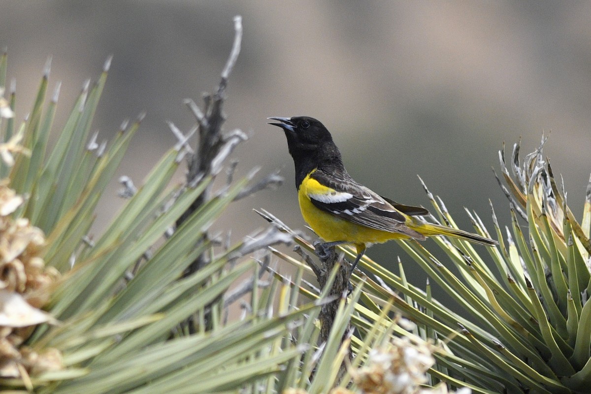 Scott's Oriole - ML604616841