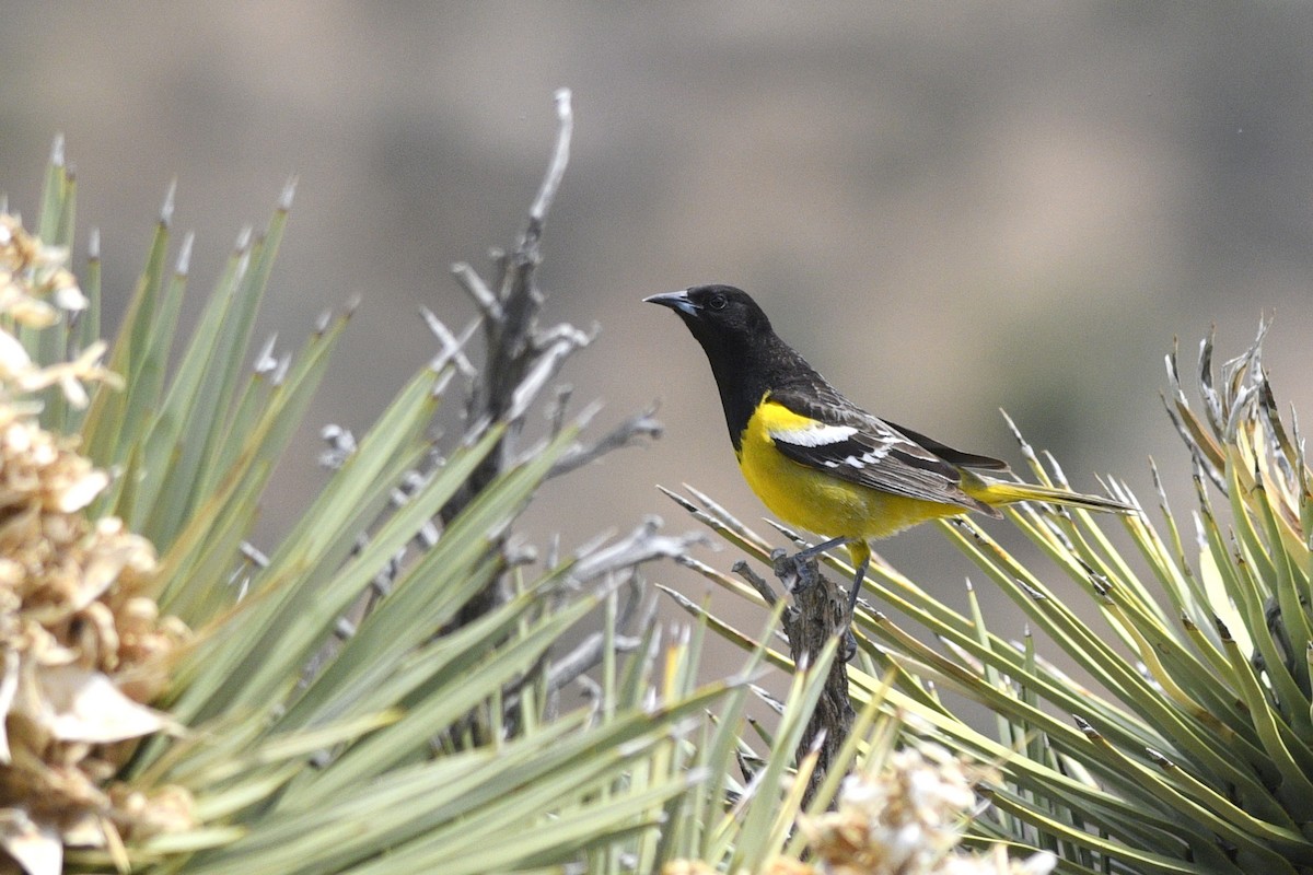 Scott's Oriole - ML604616851