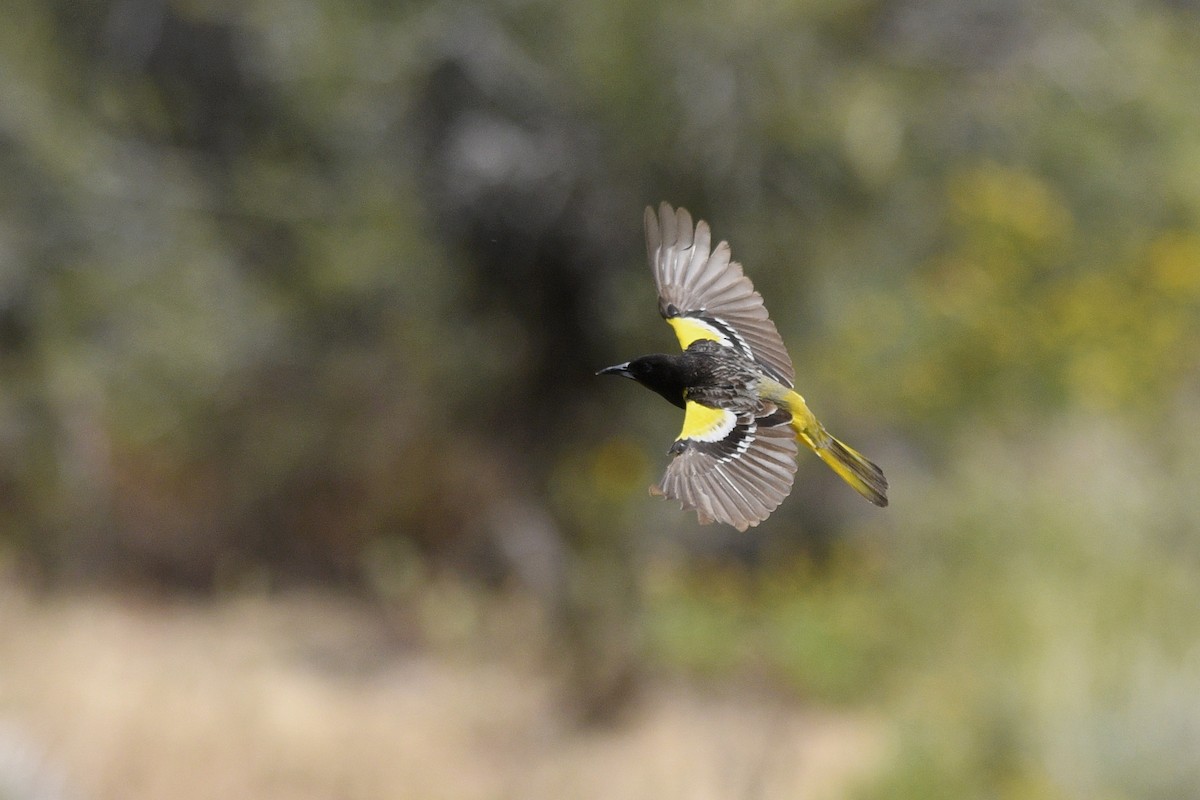 Scott's Oriole - Daniel Irons