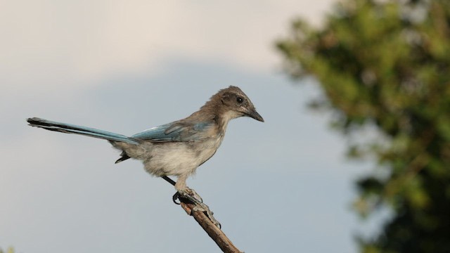 California Scrub-Jay - ML604619381