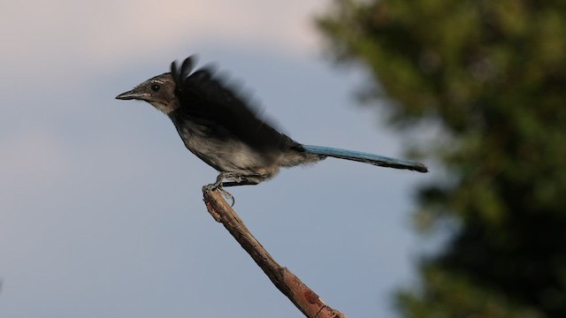 California Scrub-Jay - ML604619531