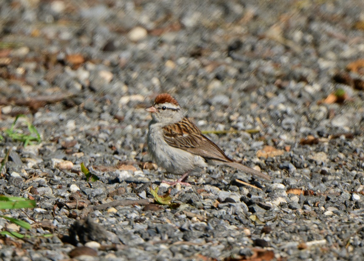 Chipping Sparrow - ML604621111