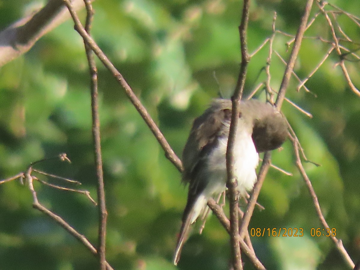 Eastern Phoebe - ML604621241