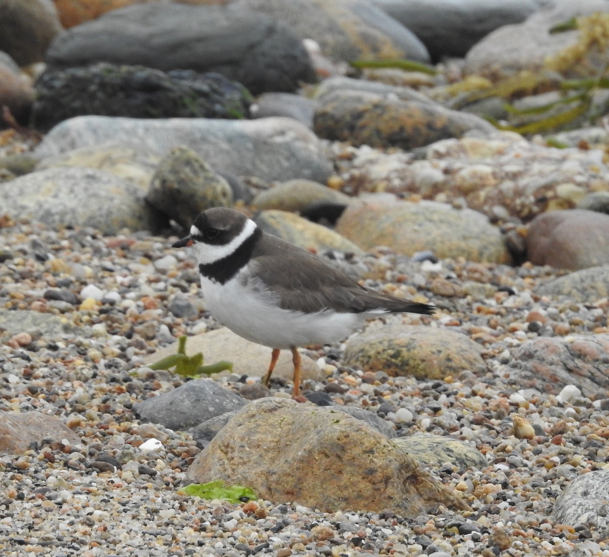 Semipalmated Plover - Dan Prima