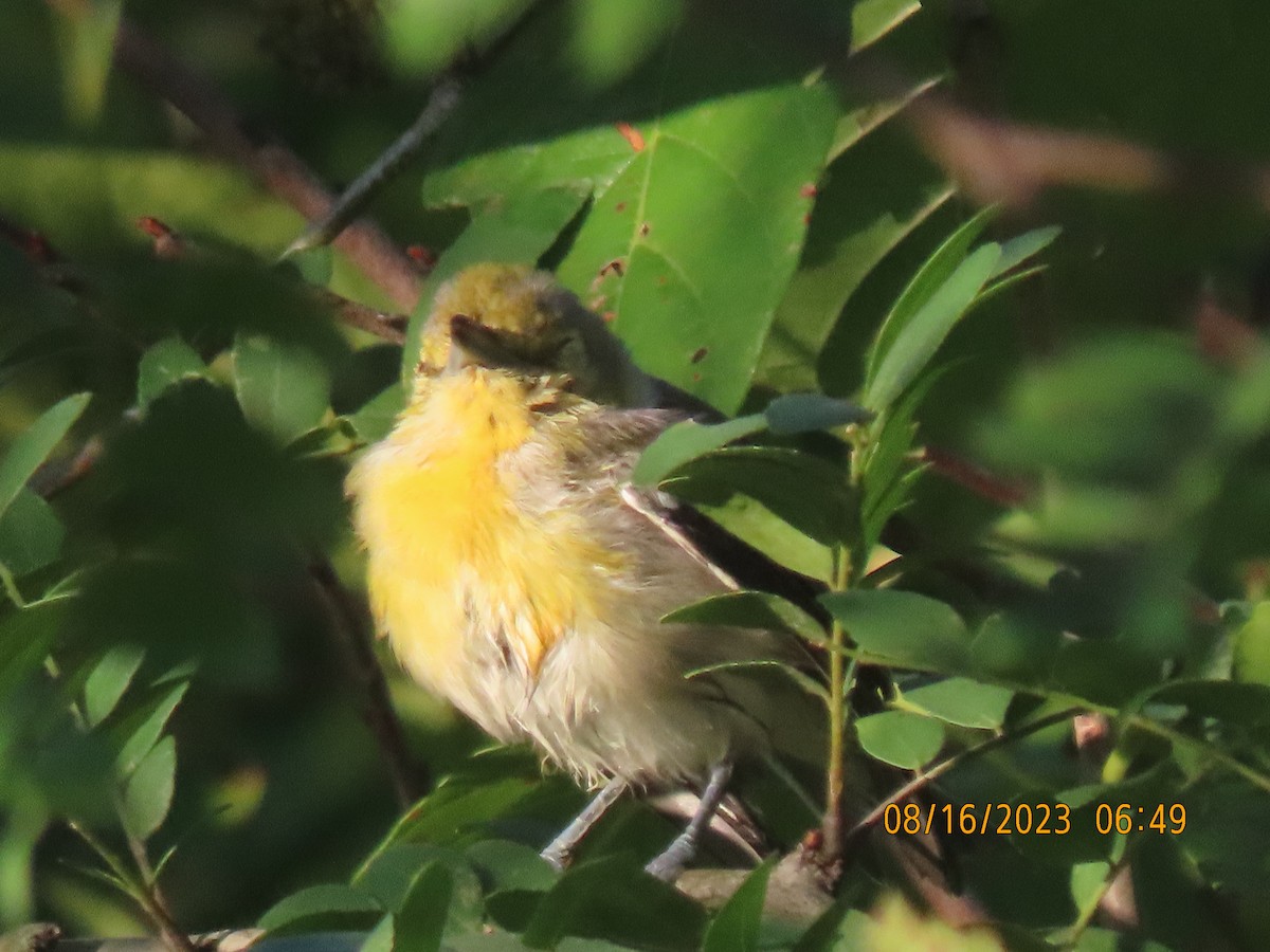 Yellow-throated Vireo - ML604621921