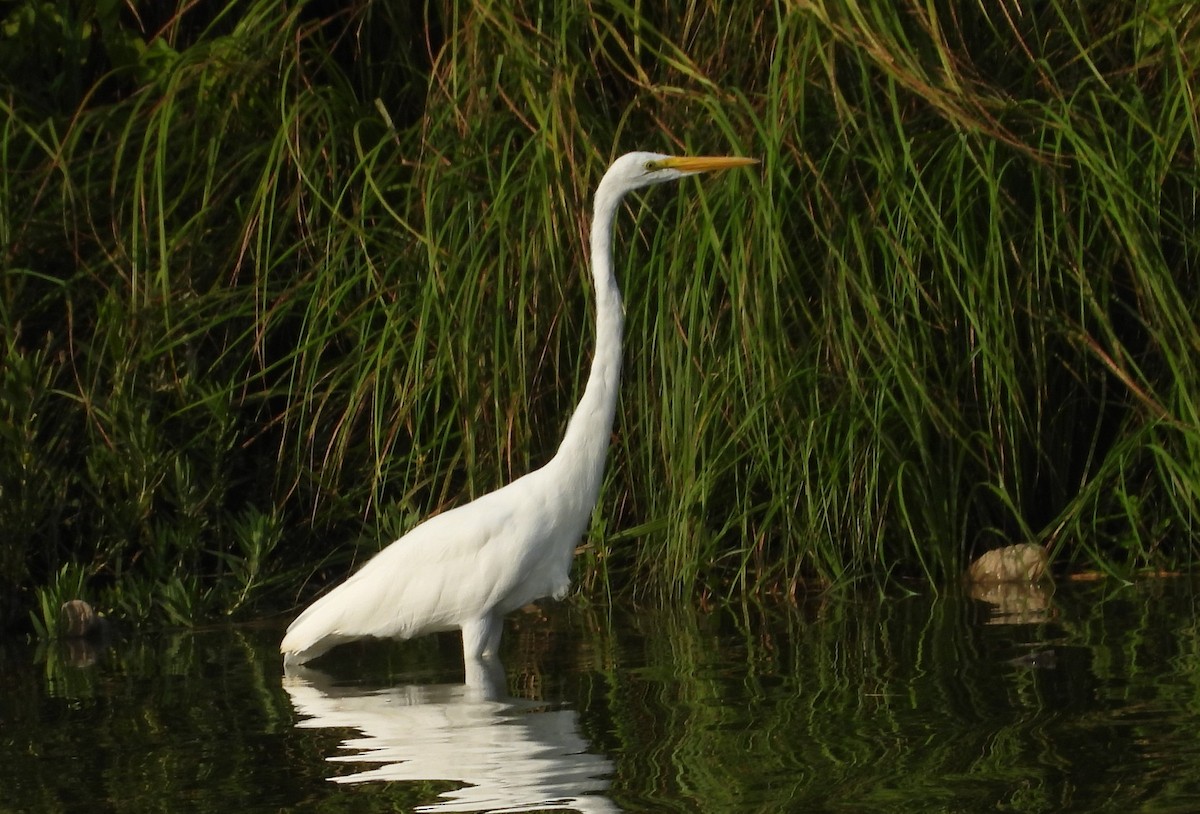 Garceta Grande - ML604621971