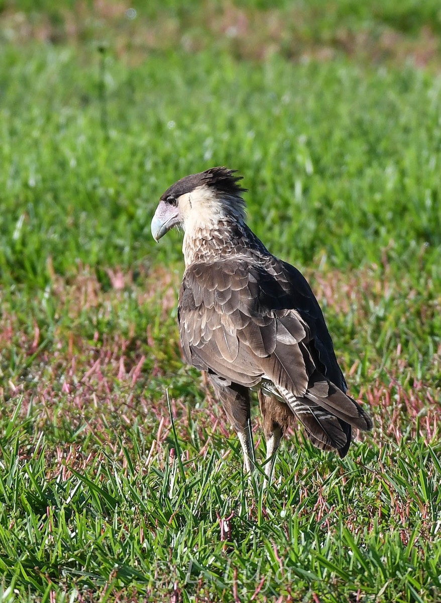 Crested Caracara - ML604622371
