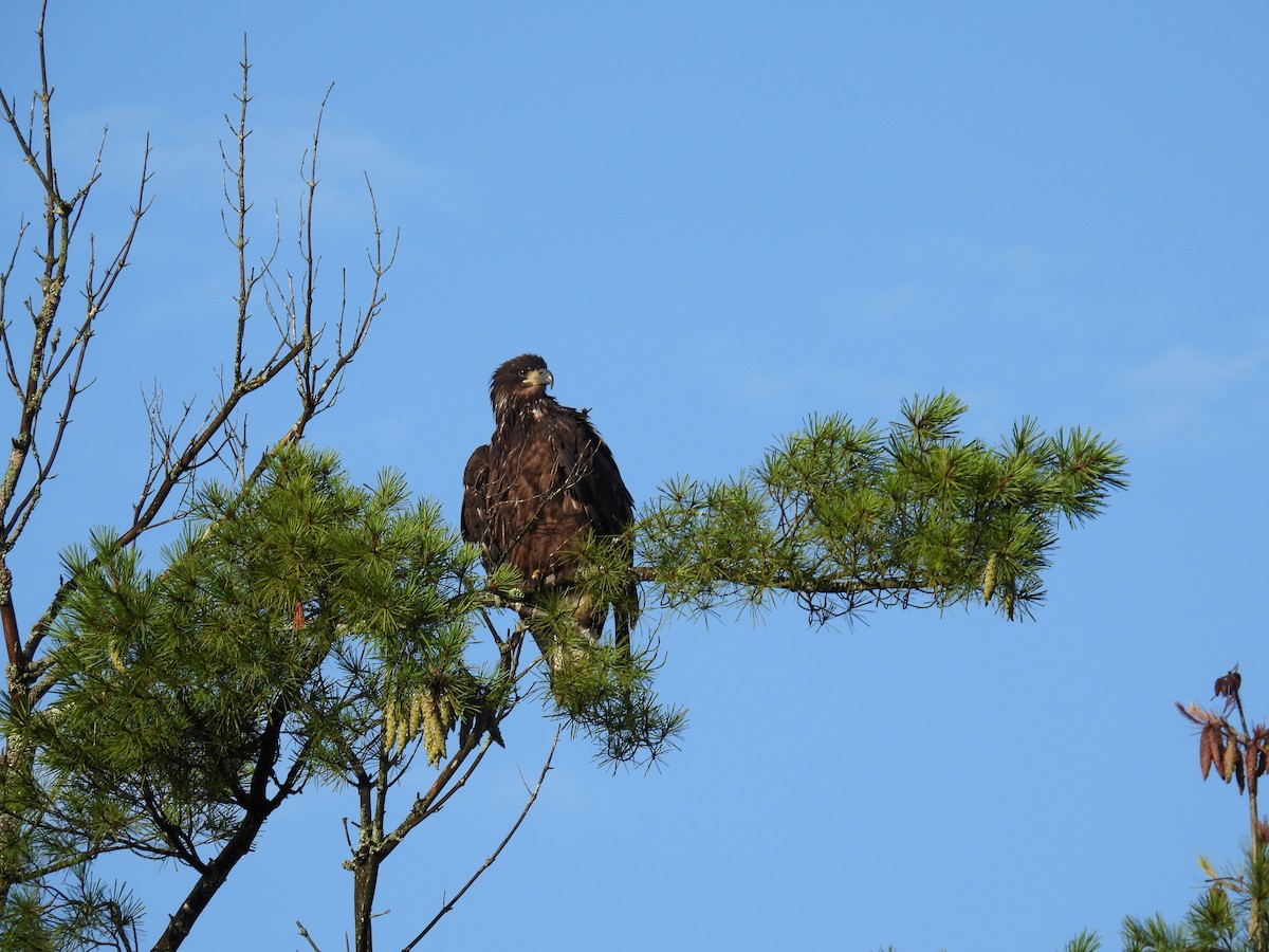 Bald Eagle - ML604622391