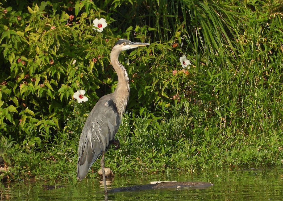 Garza Azulada - ML604622951