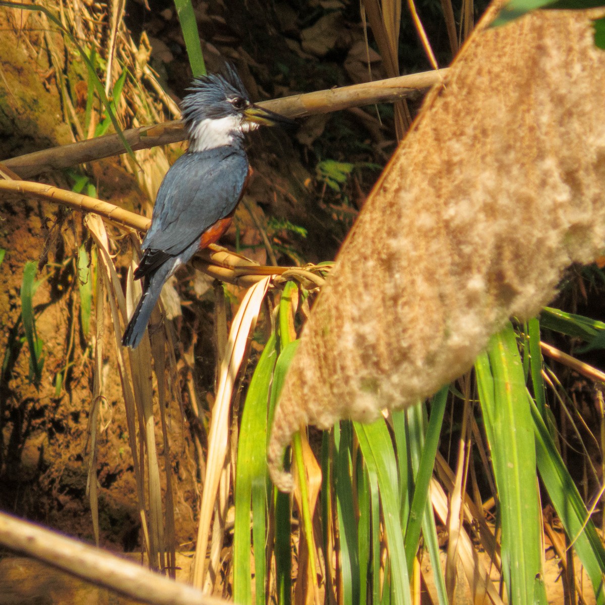 Ringed Kingfisher - ML604623141