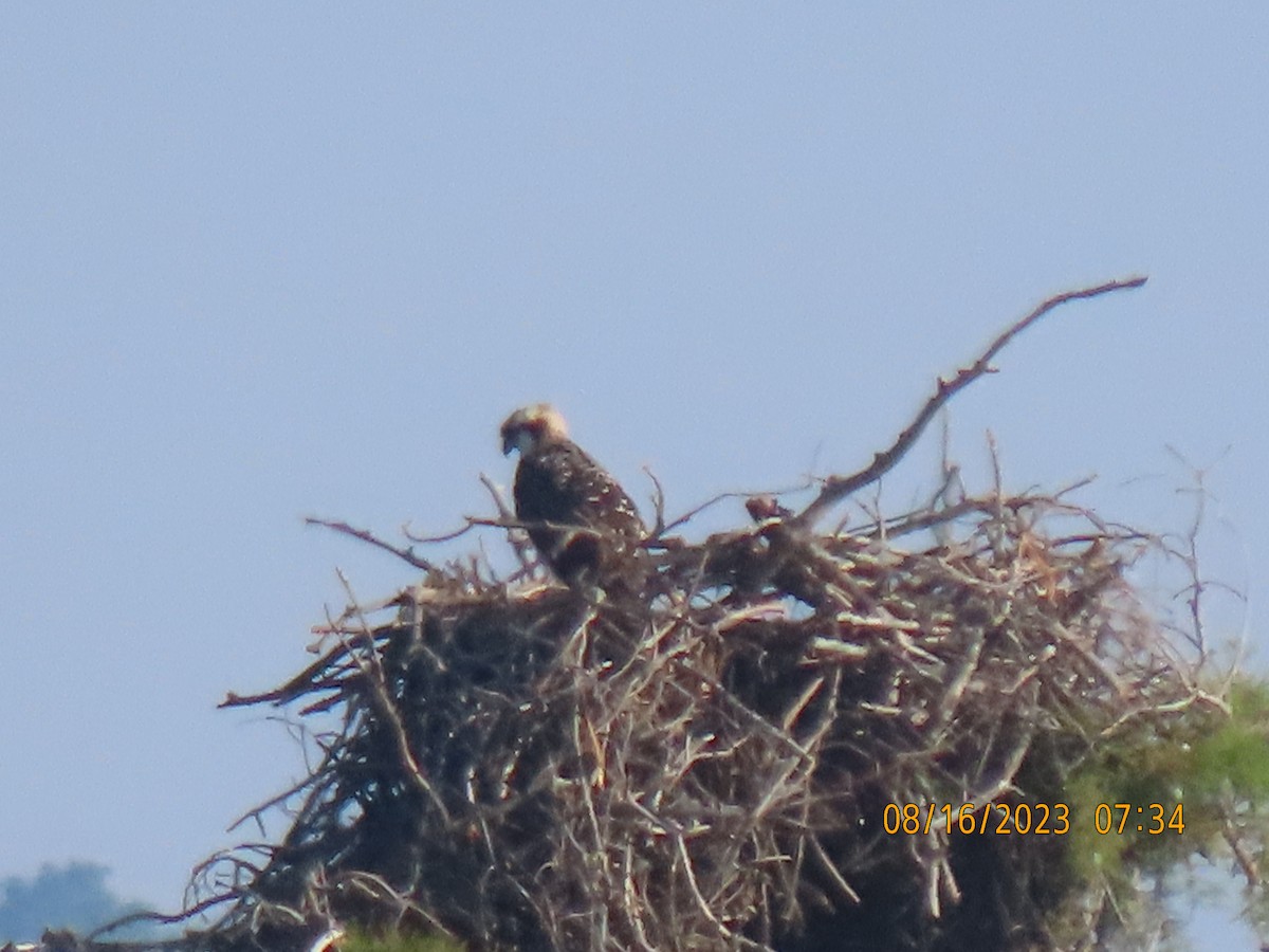 Águila Pescadora - ML604623521