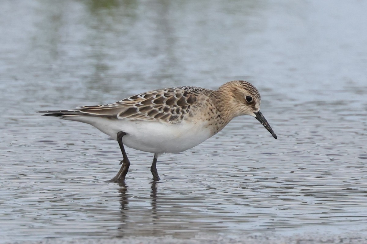 Baird's Sandpiper - Charlie Kaars
