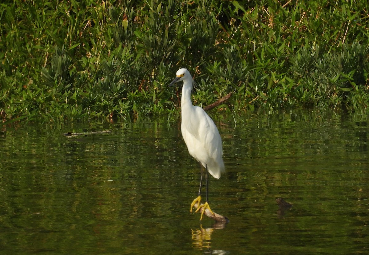 Garceta Nívea - ML604624071