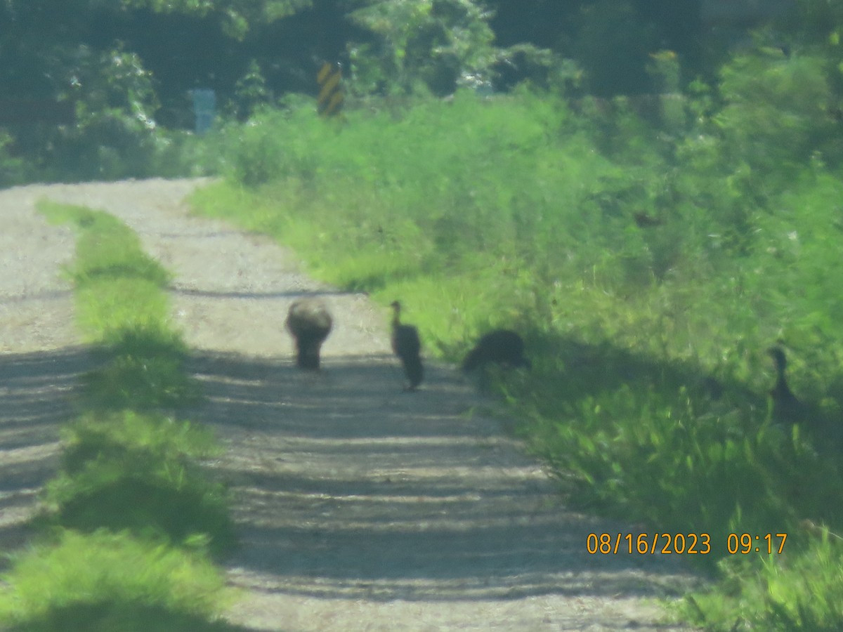 Wild Turkey - Leon Book