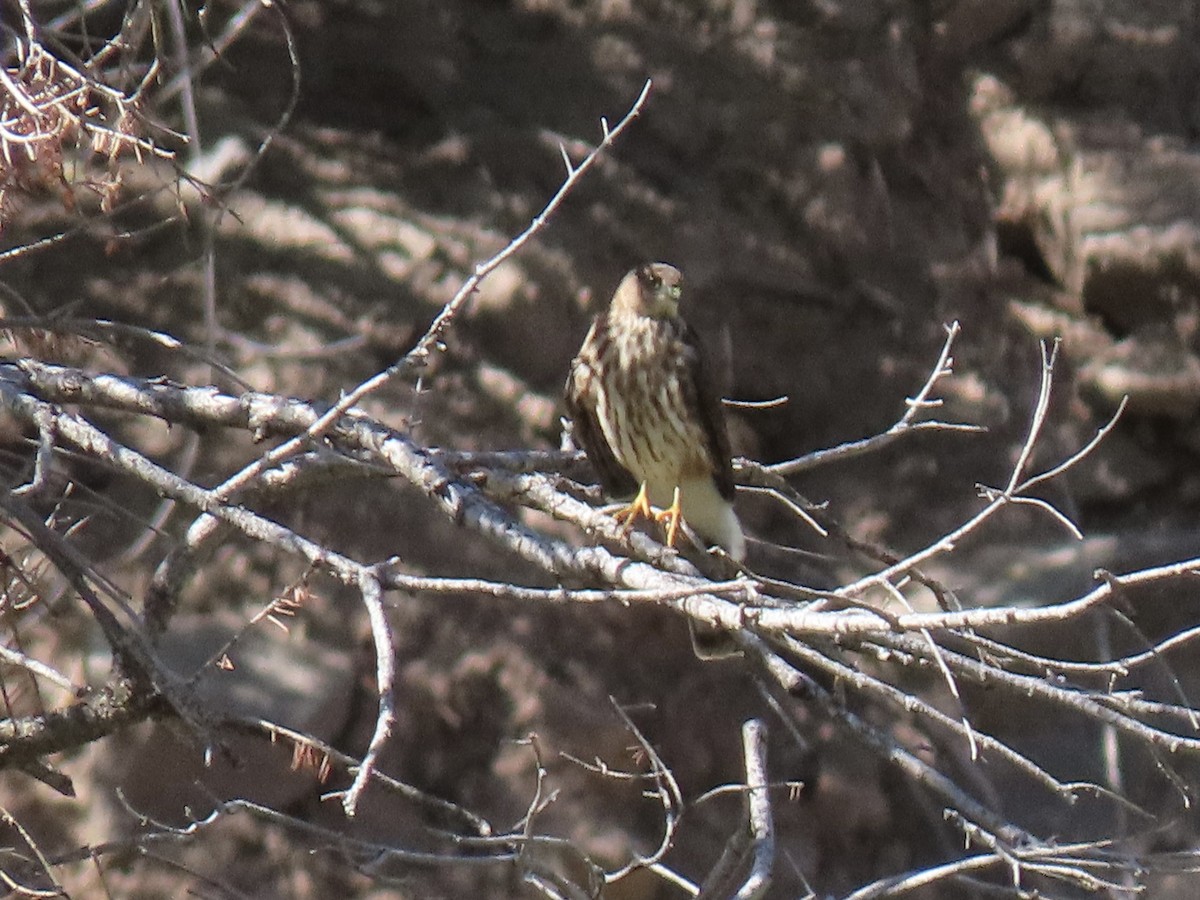 Sharp-shinned Hawk - ML604624941