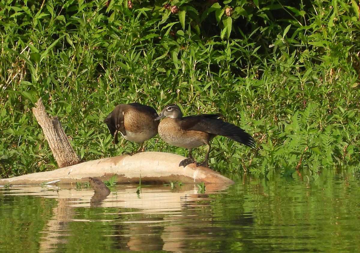 Pato Joyuyo - ML604625021