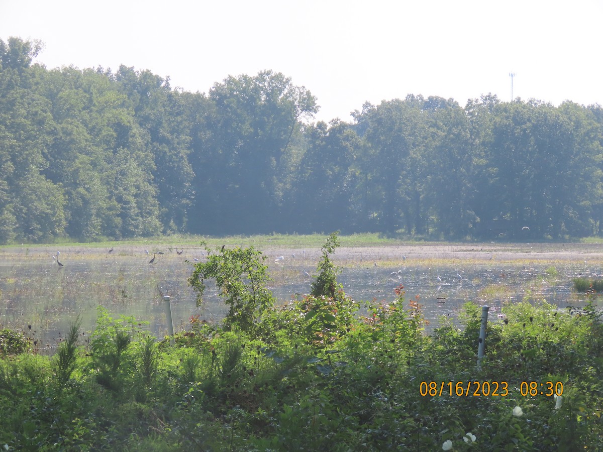 Great Blue Heron - ML604625131