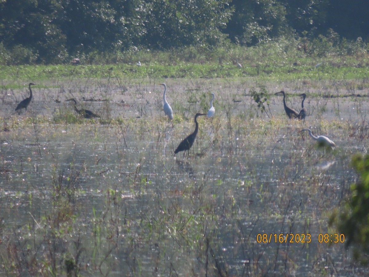 Great Blue Heron - ML604625151