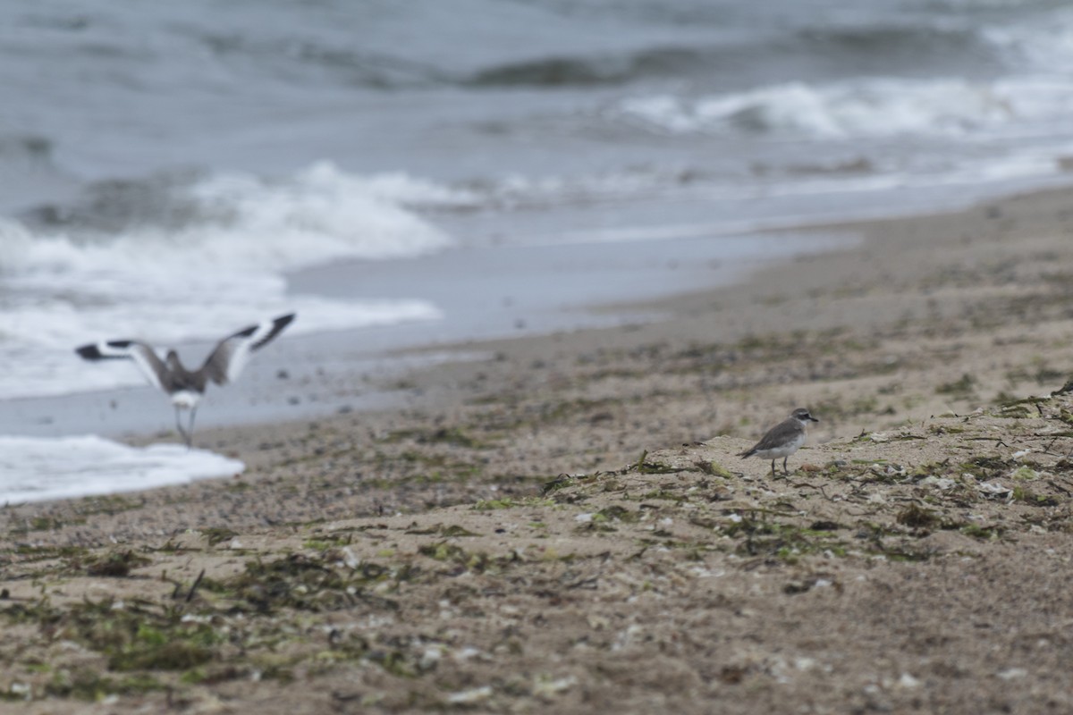 Siberian Sand-Plover - ML604625201