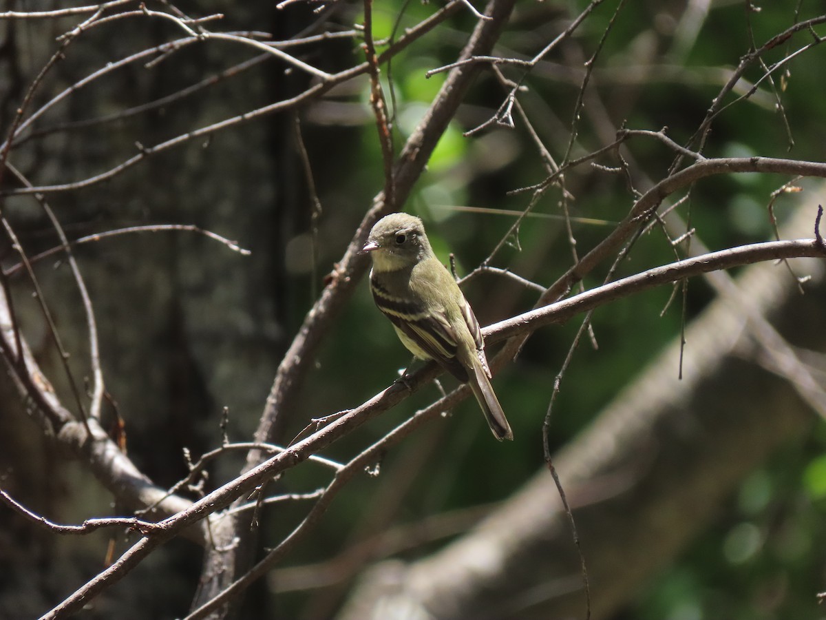 Hammond's Flycatcher - ML604625261