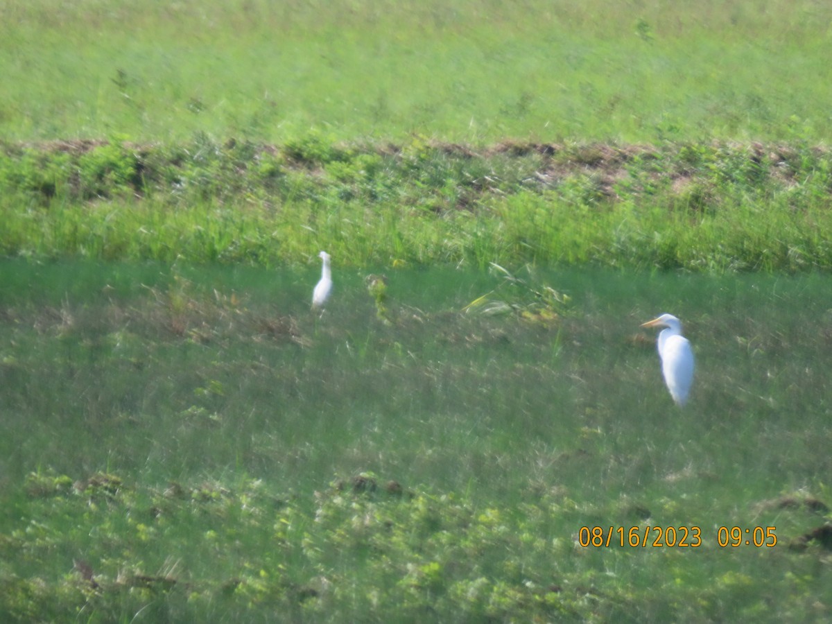 Great Egret - ML604625331