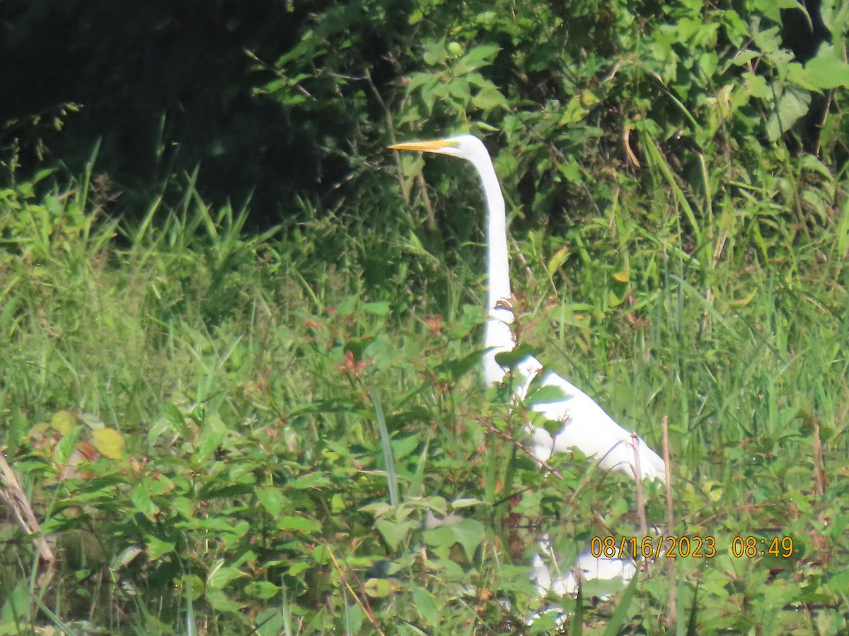 Great Egret - ML604625351