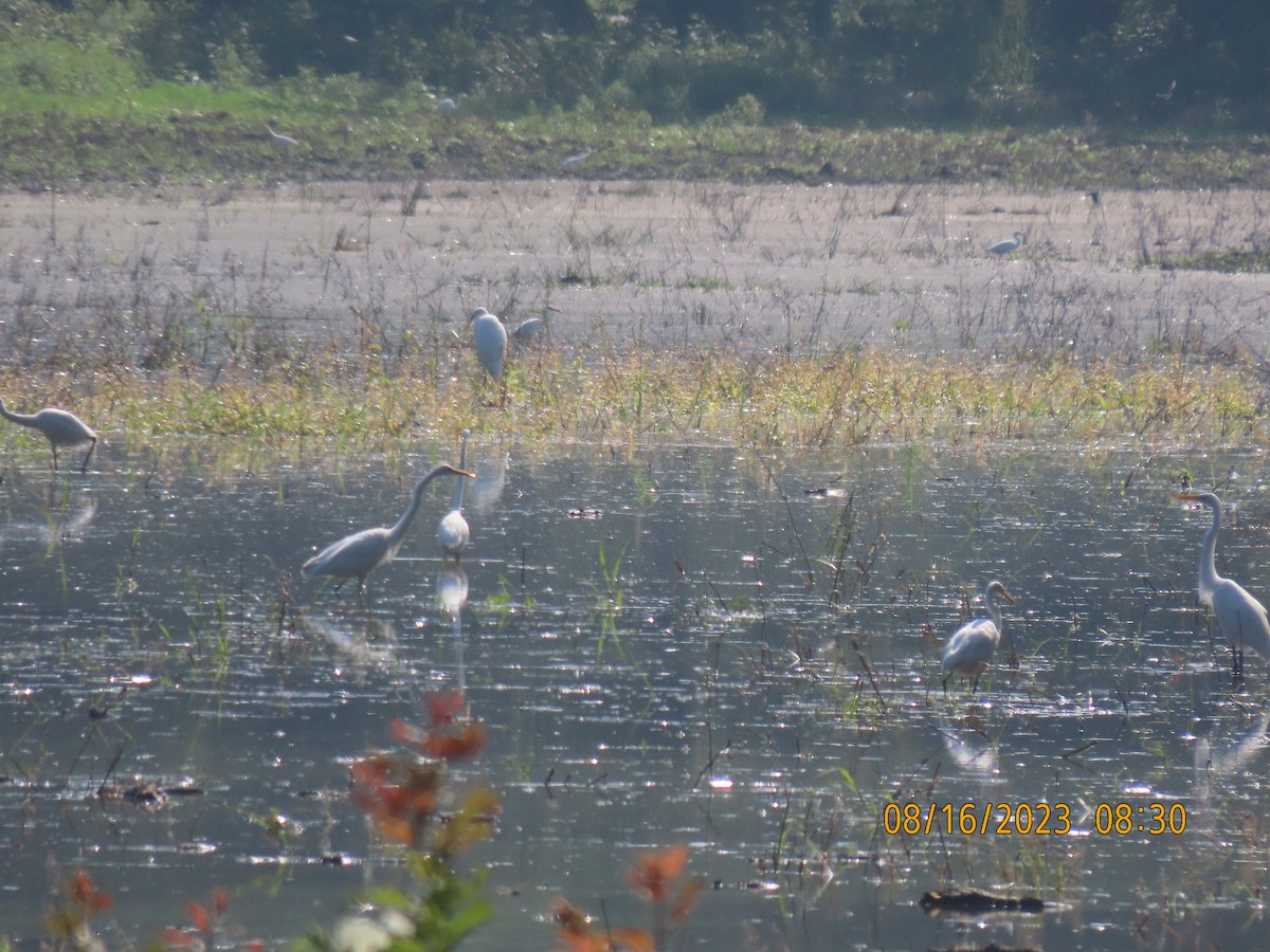 Great Egret - ML604625361