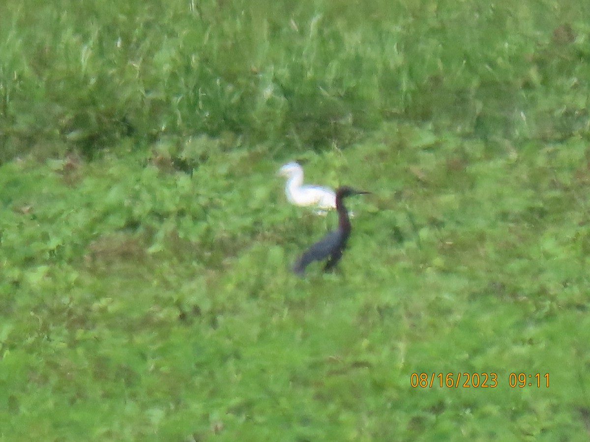 Little Blue Heron - ML604625431