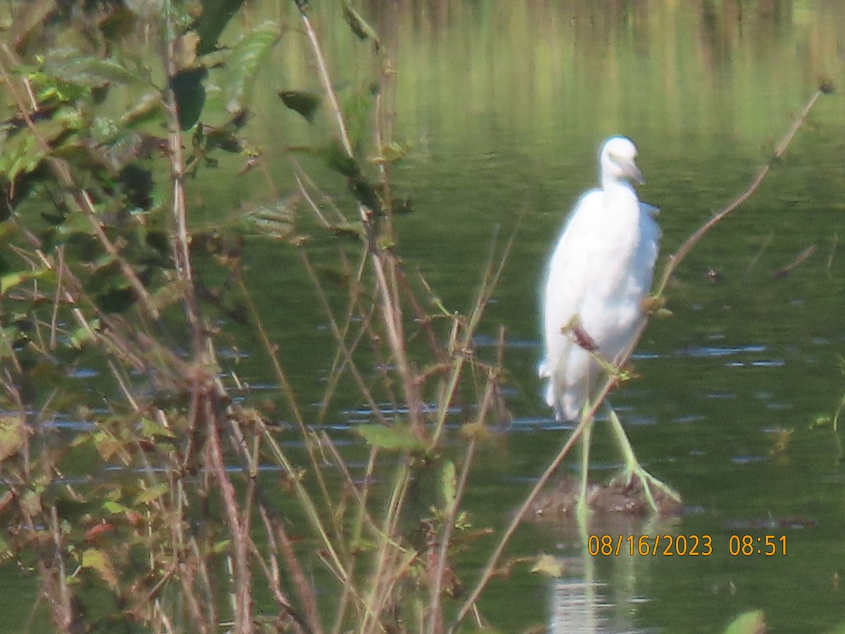 Little Blue Heron - ML604625441