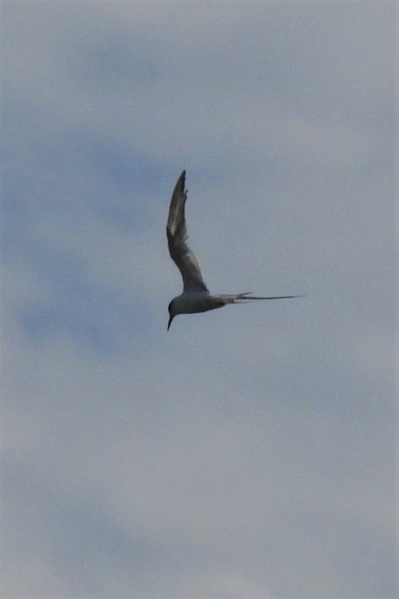 Forster's Tern - ML604625551