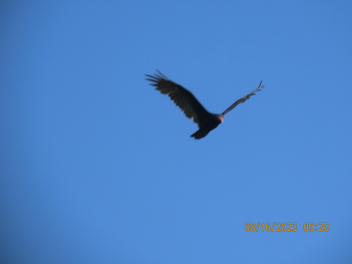 Turkey Vulture - ML604625611