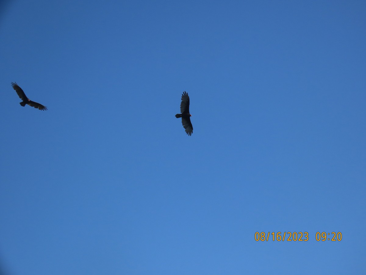 Turkey Vulture - ML604625621