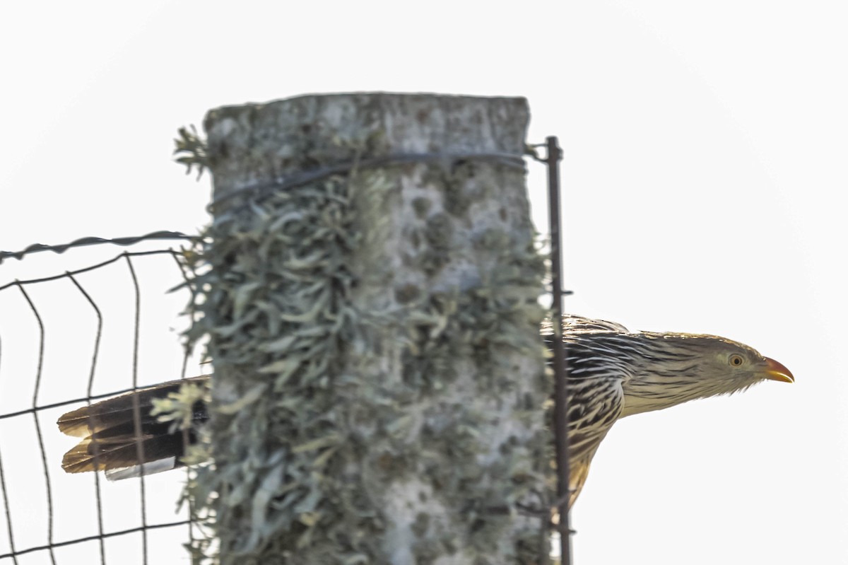 Guira Cuckoo - ML604625731