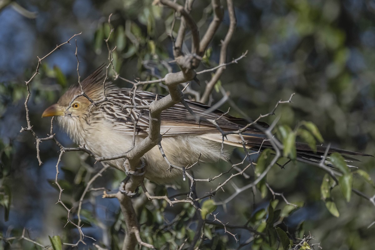 Guira Cuckoo - ML604625741