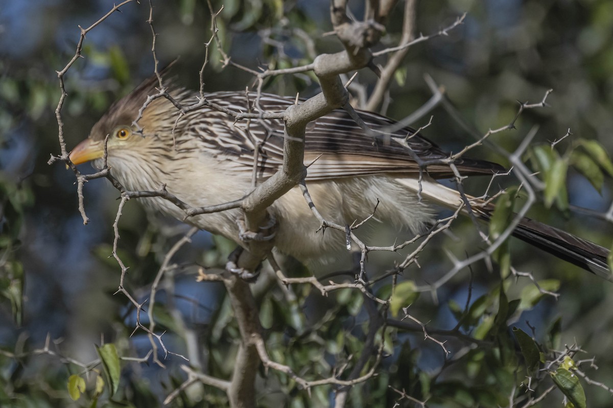 Guira Cuckoo - ML604625751