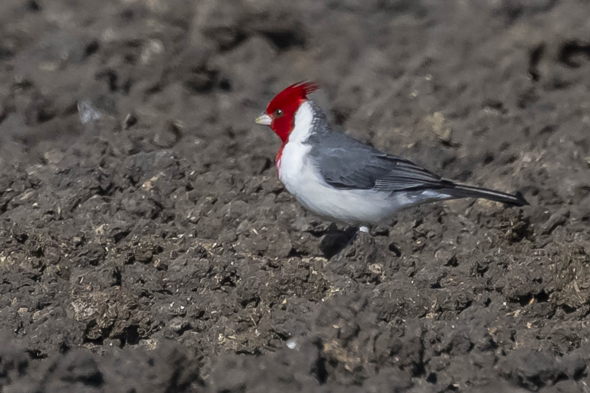 Red-crested Cardinal - ML604625851