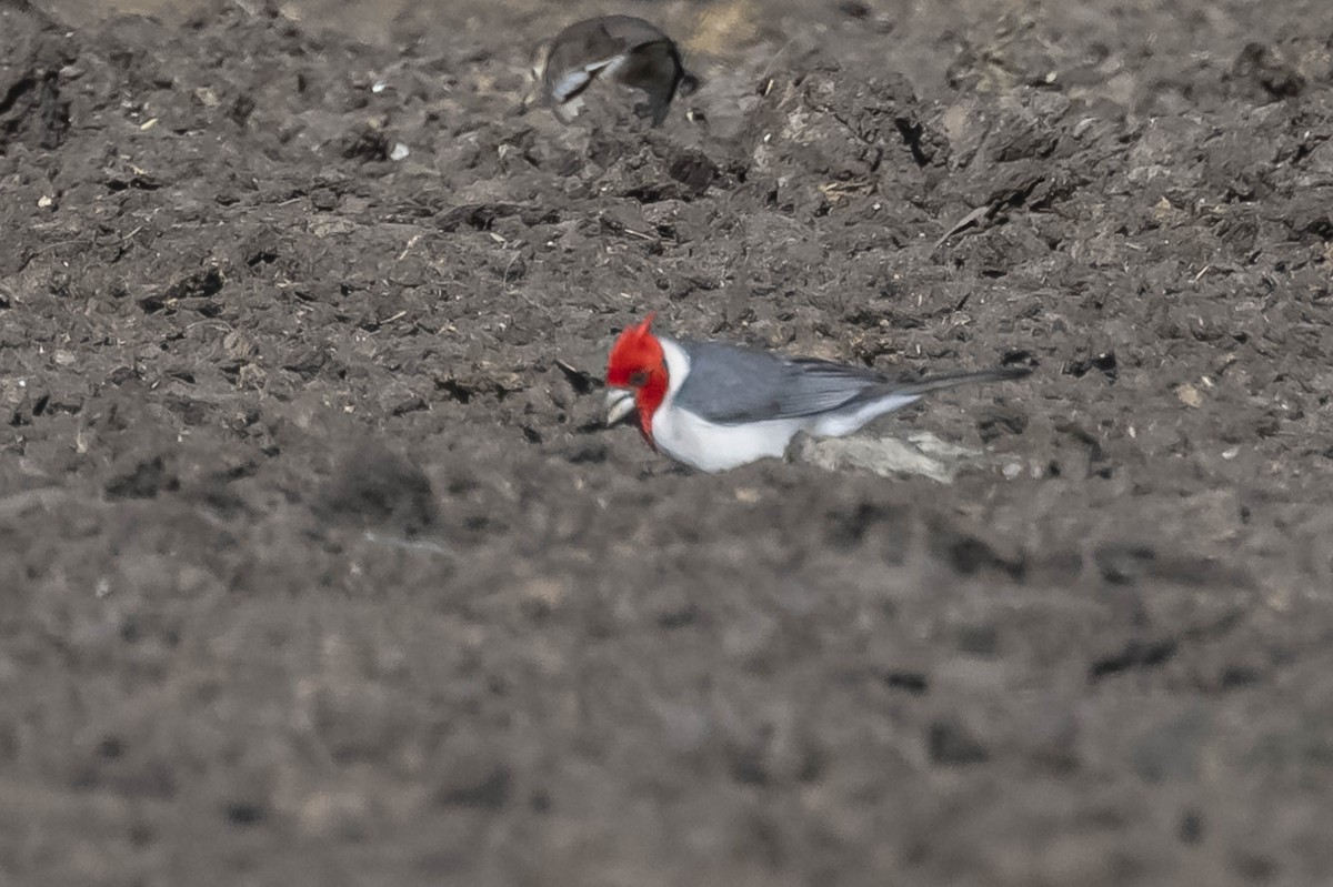 Red-crested Cardinal - ML604625861