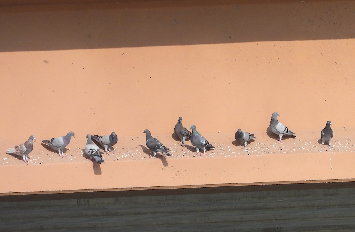 Paloma Bravía (variedad doméstica) - ML604625961