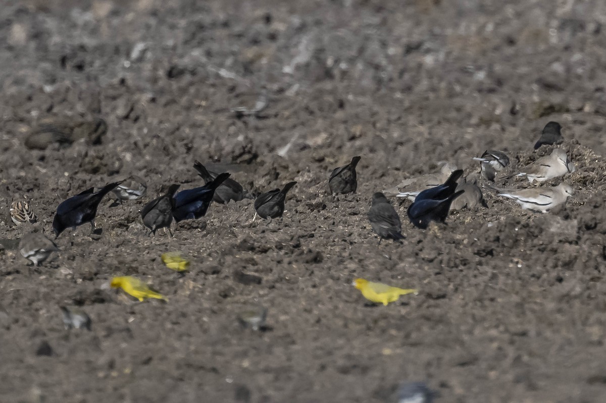 Picui Ground Dove - ML604625971