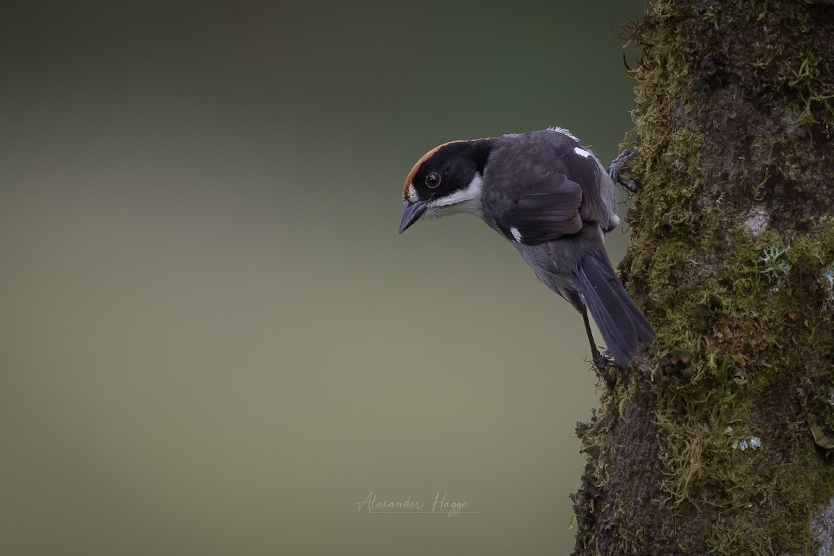 White-winged Brushfinch (White-winged) - Alexander Hagge