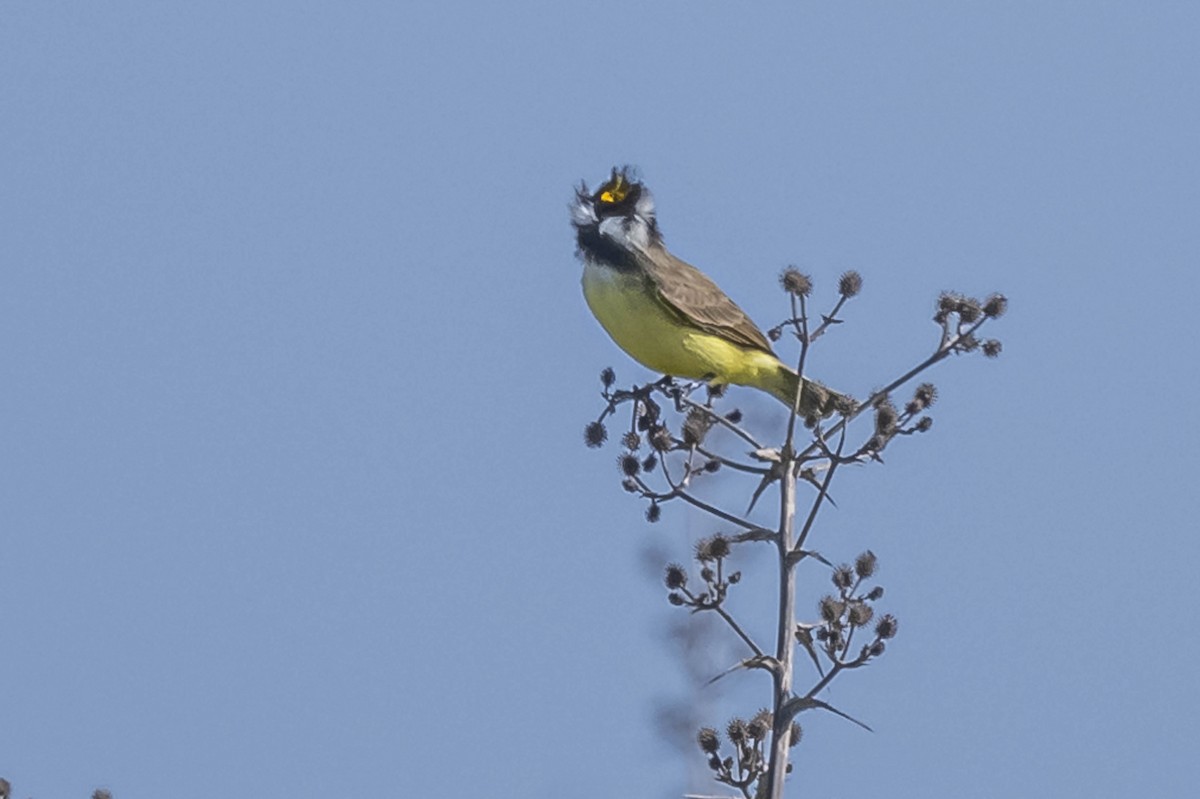 Great Kiskadee - ML604626971