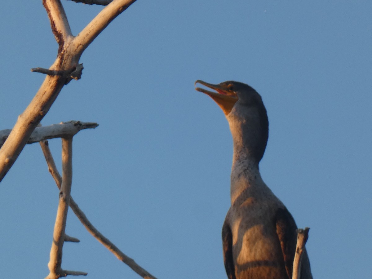 Double-crested Cormorant - Glenn Vakalala