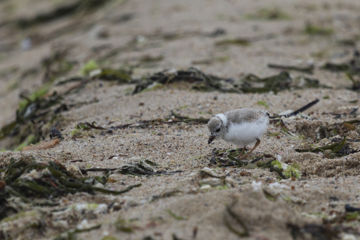 Piping Plover - ML604628061