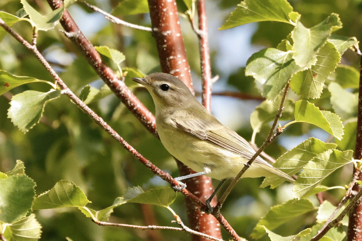 Warbling Vireo - ML604629041