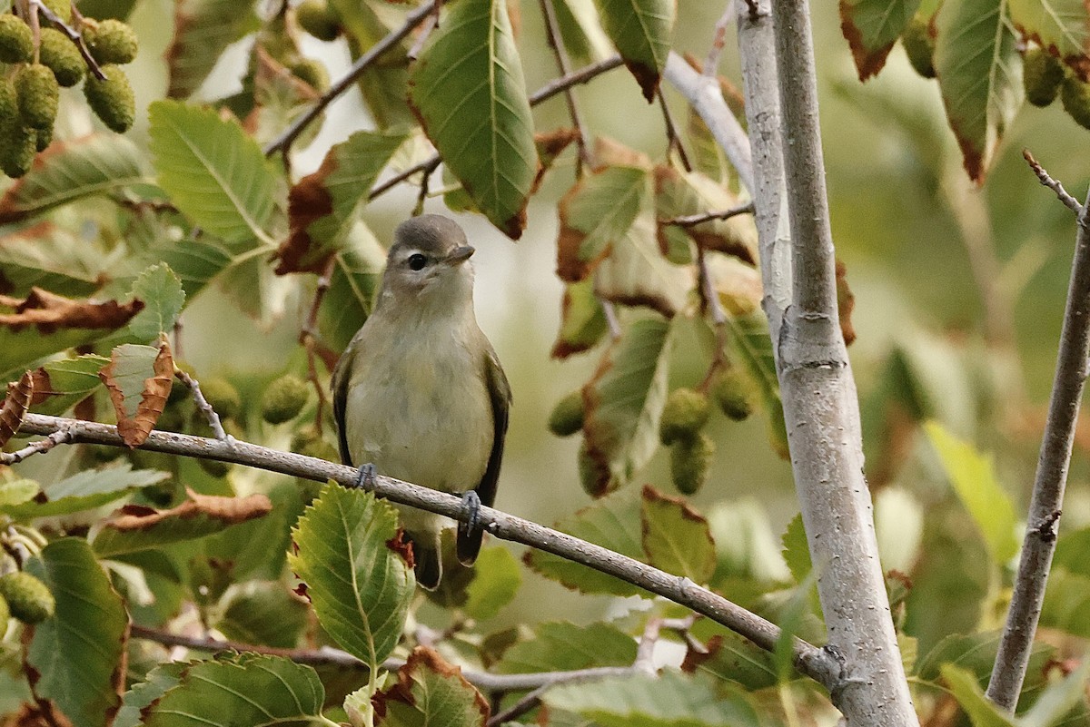 Warbling Vireo - ML604629241