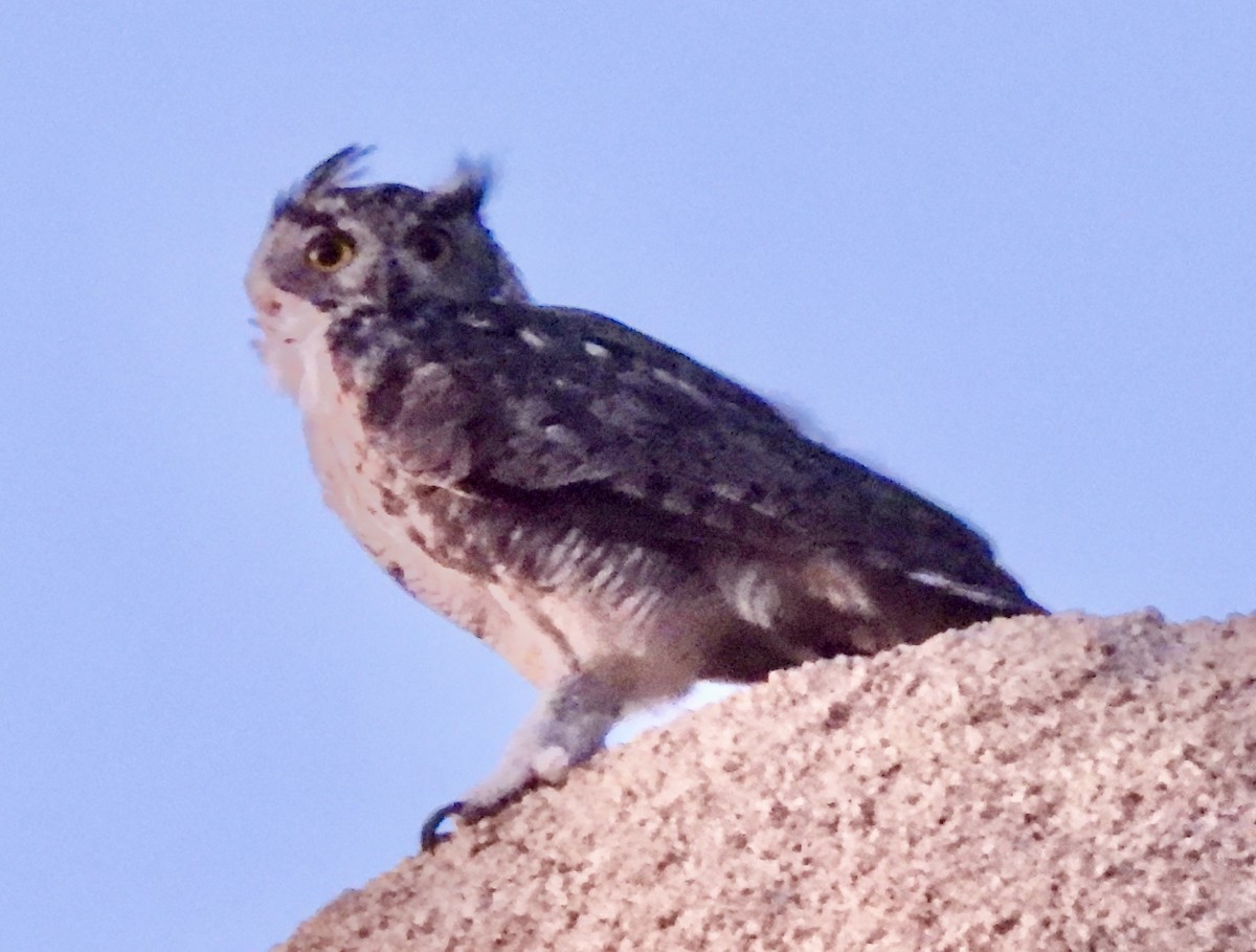 Great Horned Owl - ML604629951
