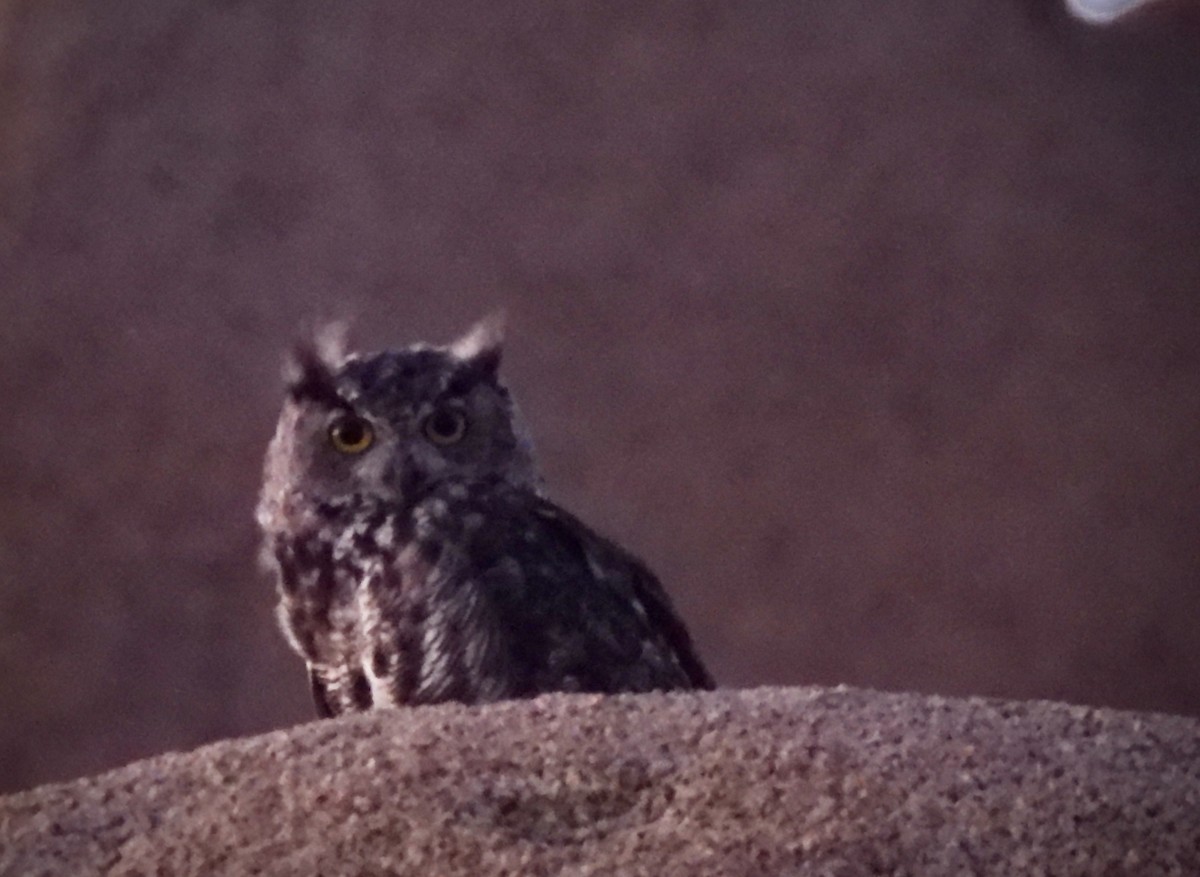 Great Horned Owl - ML604629961