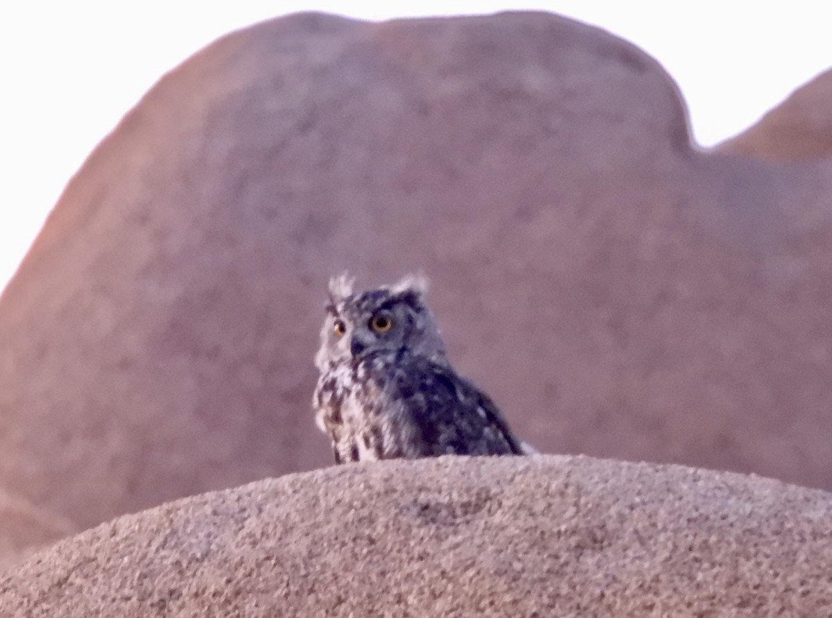 Great Horned Owl - ML604630001